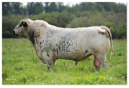 miniature fullblood British White or White Park cattle